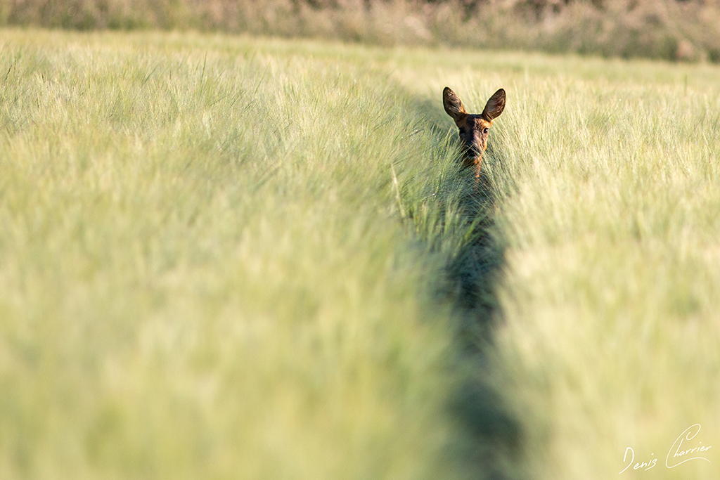 Chevrette dans un chamsp de blé